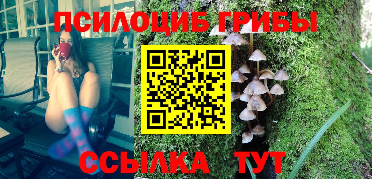 Псилоцибиновые грибы Psilocybe Урус-Мартан
